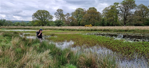 A pool with a line of trees at the back and grass at the front and with lots of vegetation. A person walks the shoreline looking for signs of beavers in the excellent habitat
