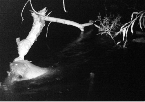 Automated trail camera photo in black and white of a beaver in water chewing on a fallen tree