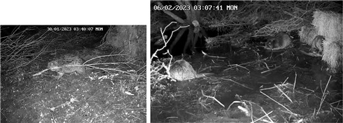 Two screenshots from black and white night video of the beavers. The left from 30 January shows a beaver dragging a stick across dry ground, the rights shows three beavers sat feeding  in shallow water in the same area on 6 February 