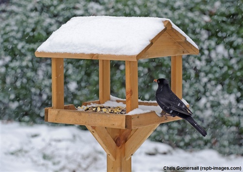 blackbird perched at feeder table with roof which is covered in snow