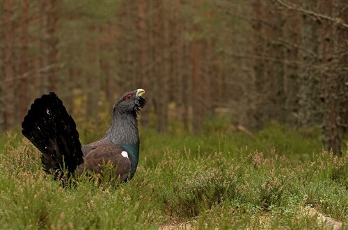 Capercaillie on the forest floor amongst the pines