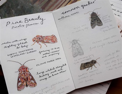 Paintings and field notes of moths caught during survey work for Cairngorms Connect, April 2019.