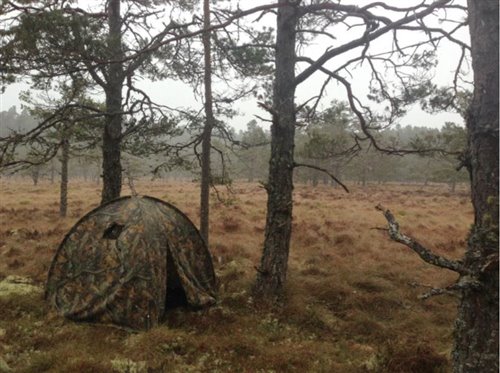 hide used to view capercaillie
