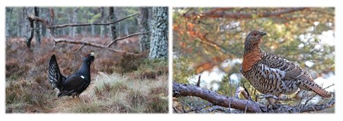 Side by side images of male capercaillie and female capercaillie