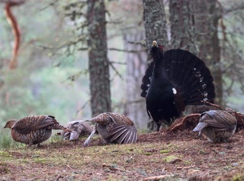 male capercaillie displaying to females