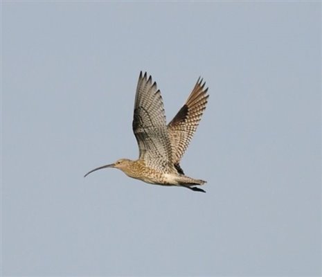 curlew flying