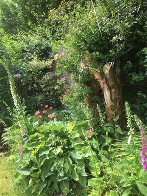 Wildlife Garden with Honeysuckles, Foxgloves, Poppies, Holly and Lilac