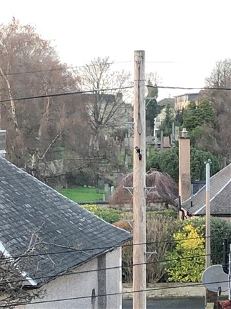 woodpecker on electricity pole 