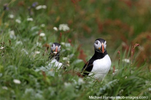 two puffins amongst some grass