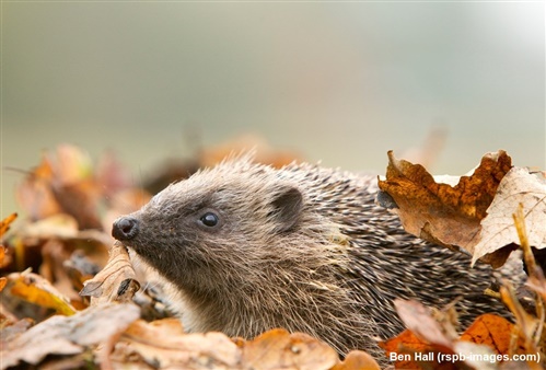 hedgehog emerging from pile of fallen leaves