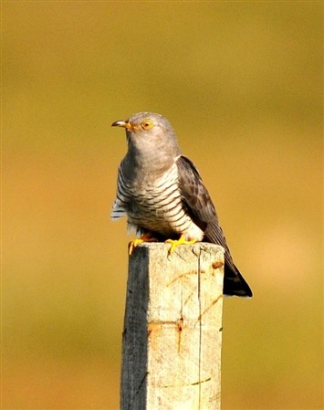 cuckoo perched on post