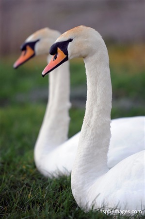 pair of mute swans