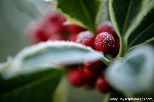 close up of holly berries covered in frost