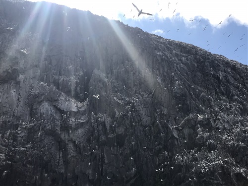 looking up at cliffs where there are hundreds of gannets perched or flying