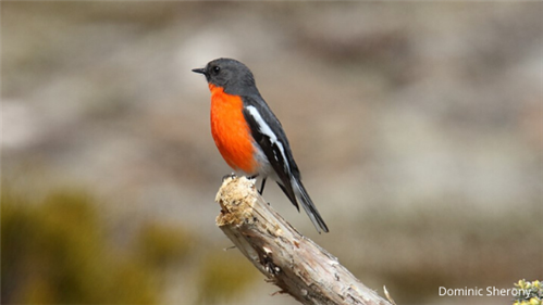 flame robin perched on branch
