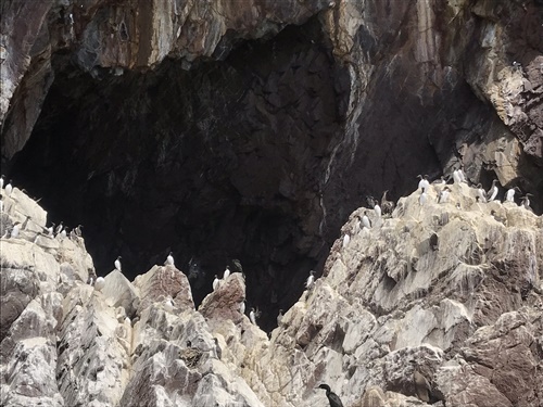 guillemots perched over craggy rocks