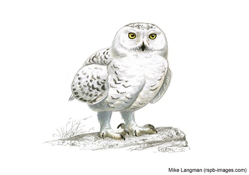 drawing of a snowy owl