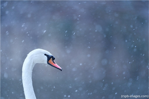 Mute swan amongst falling snow