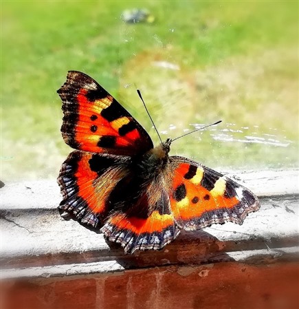 butterfly in widnowsill