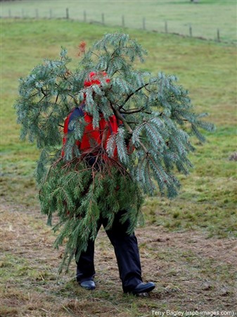 someone carrying a christmas tree