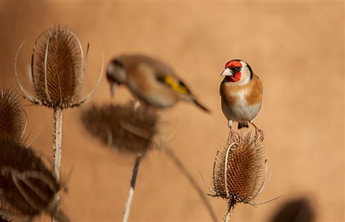 goldfinch facing camera perched on teasel heads