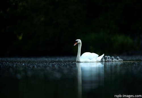 mute swan swimming with chicks in a line behind