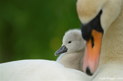 mute swan with chick