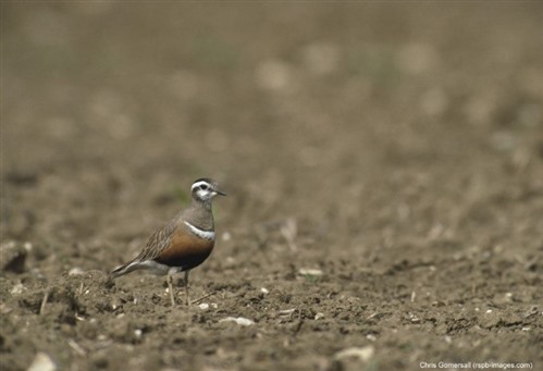 dotterel on the ground