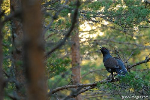 capercaillie perched in a scots pine tree
