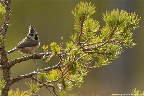 crested tit perched on pine branch