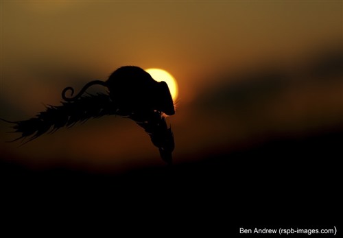 mouse on stalk silhouetted against sunset