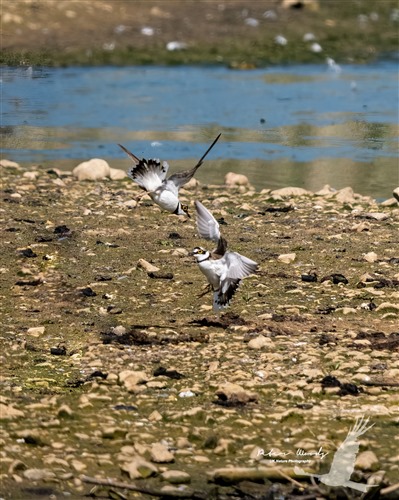 Little Ringed Plovers in action at the Draper Hide (Credit: Peter Woods)