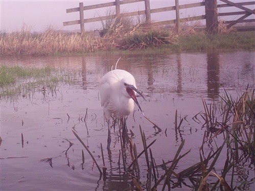 Little egret and fish