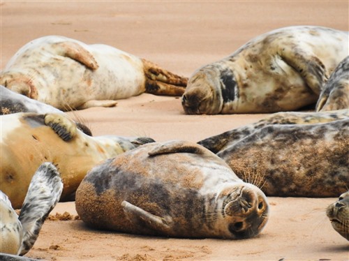 several seals lie on beach