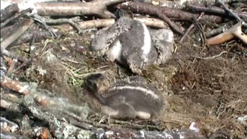 glaslyn ospreys 2019