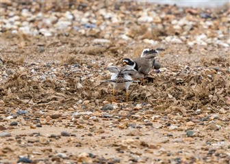 Ringed plover on beach
