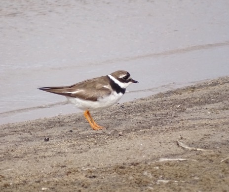 A small brown and white bird standing on a river beach