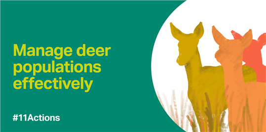 Graphic which reads manage deer populations effectively with drawing of deer on right side