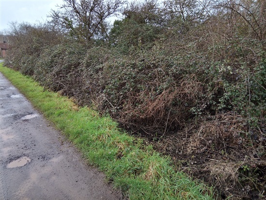 Picture of hedge before being cut