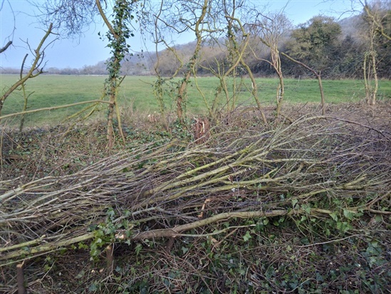 Picture of hedge after laying.