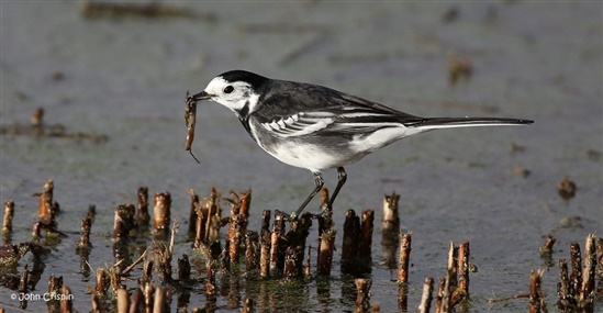 Picture of a pied wagtail