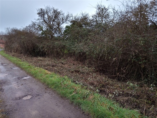 Picture of hedge after being cut