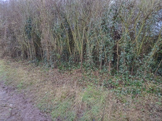 Hedge after cutting away bramble