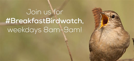 Wren with beak wide open. Text reads Join us for breakfast birdwatch weekdays 8am to 9am