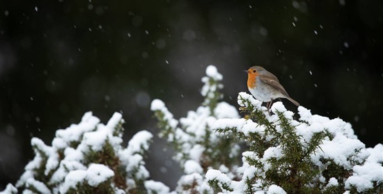 robin perched on snowy bush