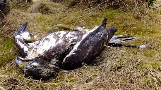 RSPB flooded with reports of birds of prey being killed