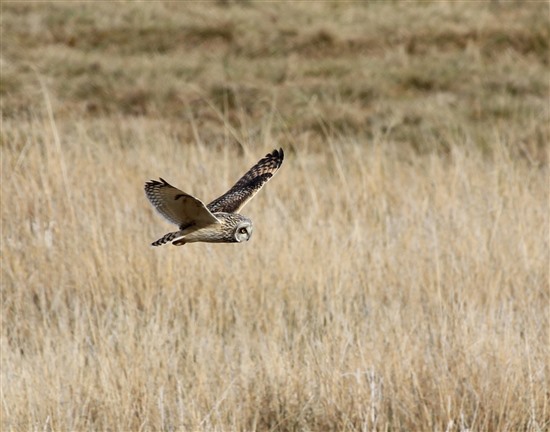owl swoops over field