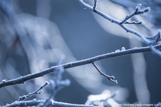 Image shows frosted branches against grey background