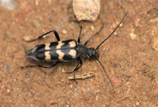 black and white striped beetle on dirt ground