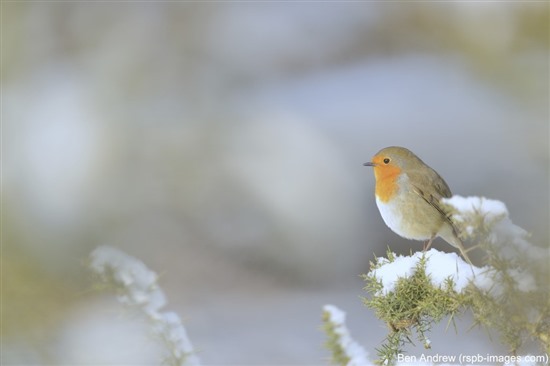 Image shows red breasted robin perched on some gorse coated in snow